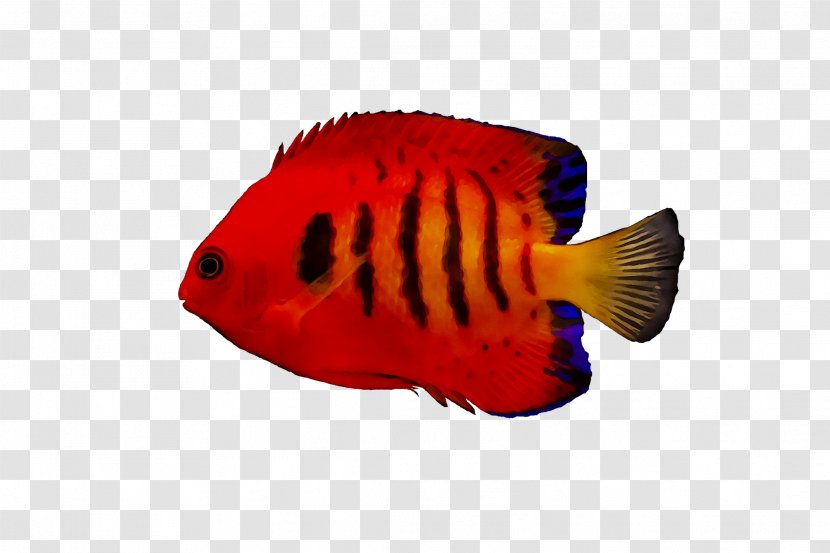 Marine Biology Fish RED.M - Butterflyfish Transparent PNG