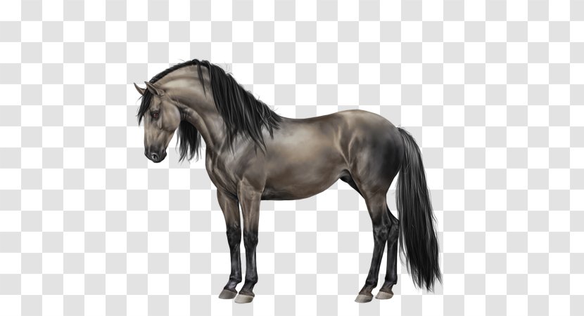 Mustang Mane Stallion Mare Andalusian Horse Transparent PNG