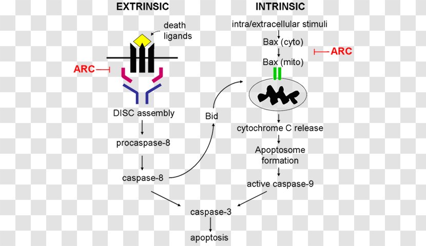 Apoptosis And Cancer Cell Protein Mitochondrion - Technology - Diagram Transparent PNG