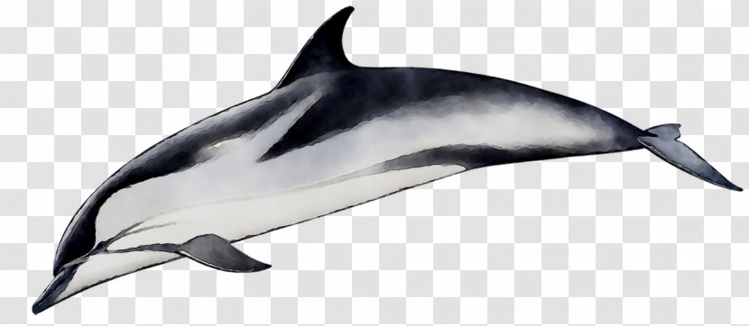 Spinner Dolphin Short-beaked Common Bottlenose Striped Tucuxi - Fauna - Longbeaked Transparent PNG