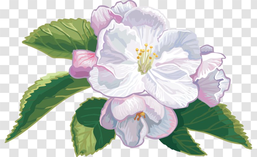 Blossom Cape Jasmine Apples Flower Clip Art Transparent PNG