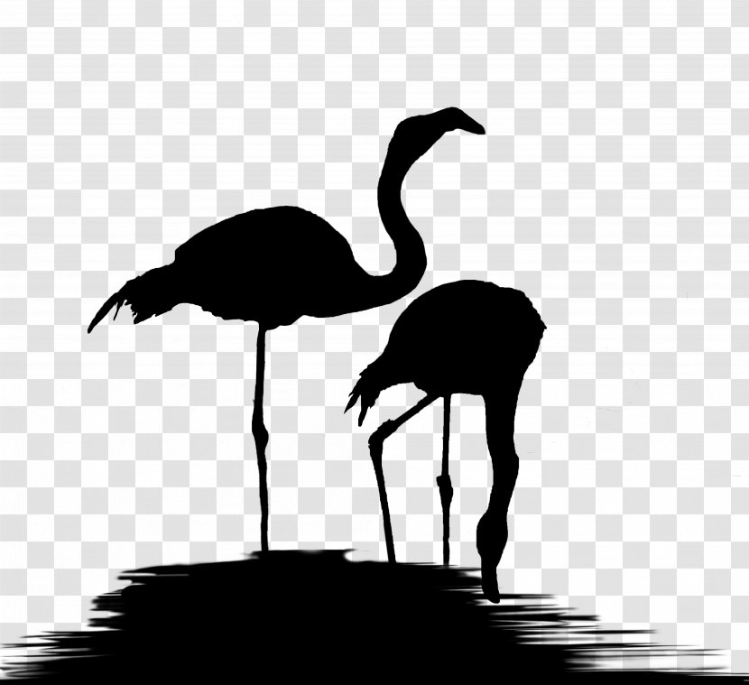 Common Ostrich Water Bird Beak Black & White - M Transparent PNG