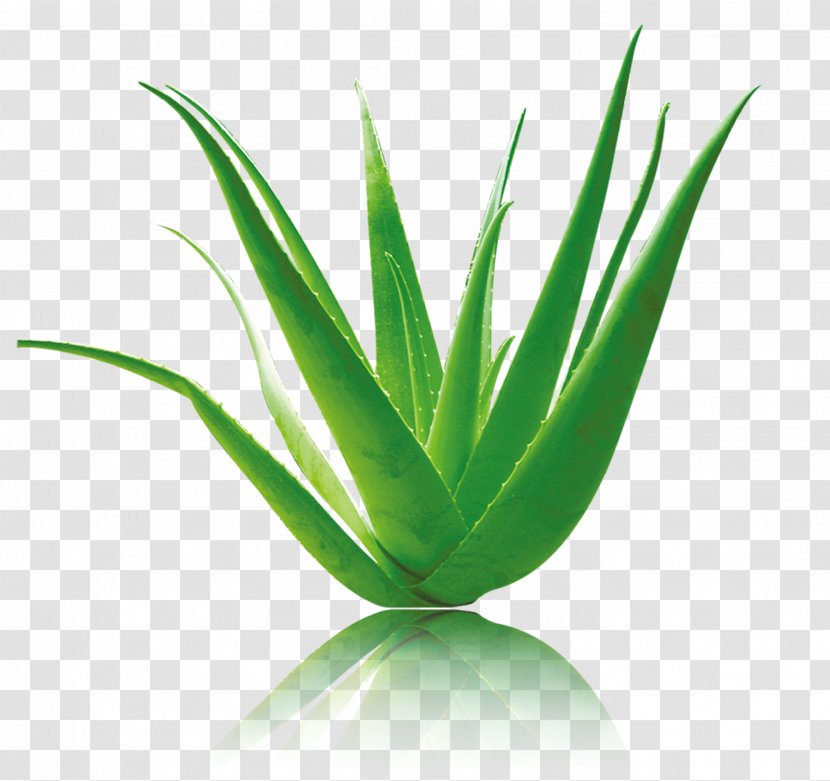 Aloe Vera Green - Rgb Color Model - Material Transparent PNG