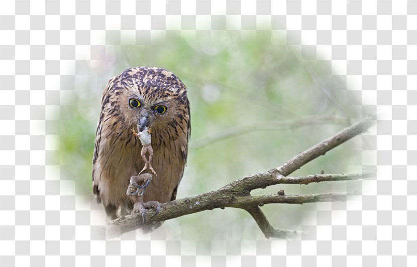 Eurasian Eagle-owl Bird Desktop Wallpaper Metaphor - Wqvga - Owl Transparent PNG