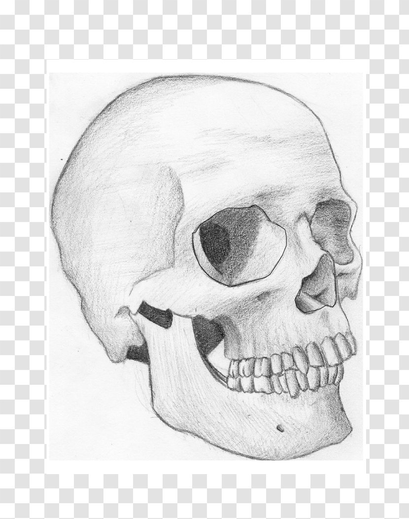 Snout Jaw Mouth Sketch - Head - Skull Transparent PNG