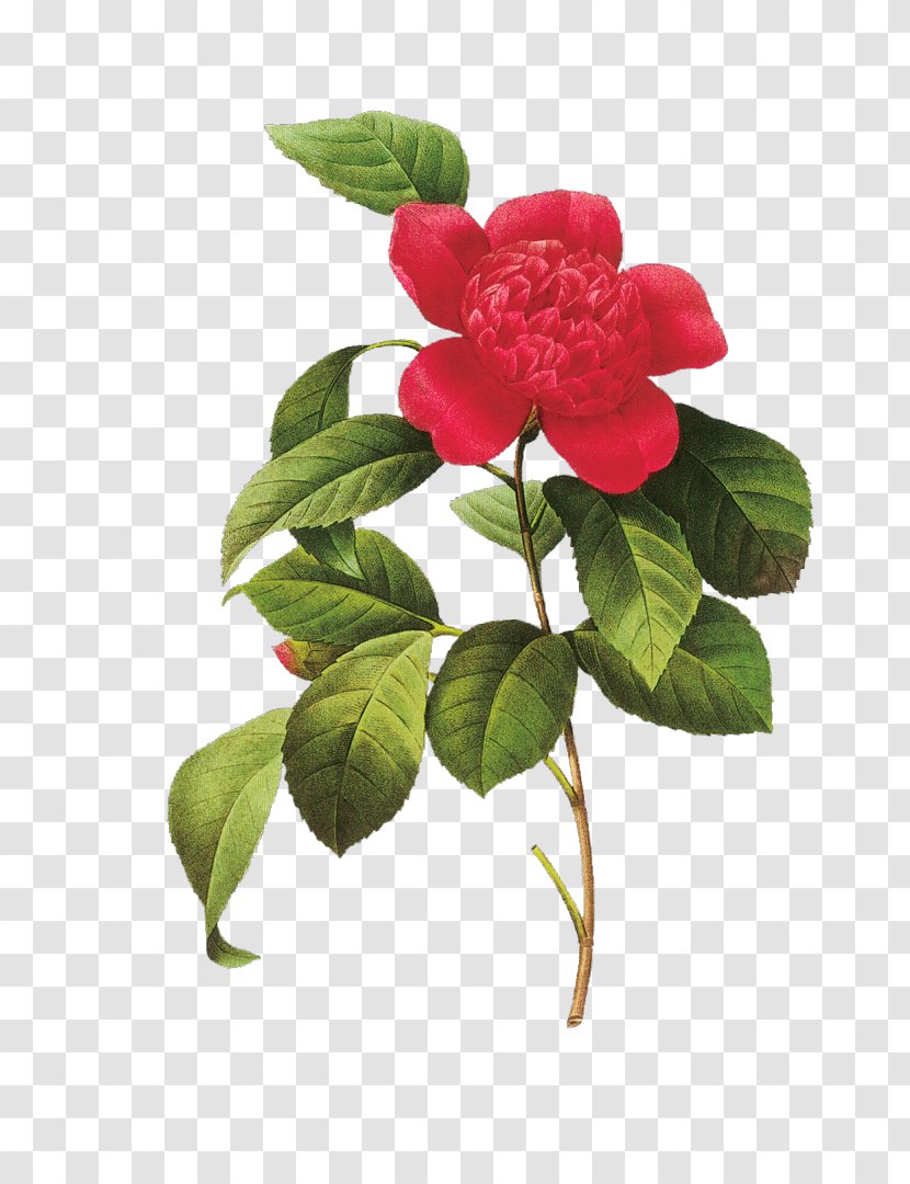 Choix Des Plus Belles Fleurs Flowers Japanese Camellia Botanical Illustration - Rose Transparent PNG