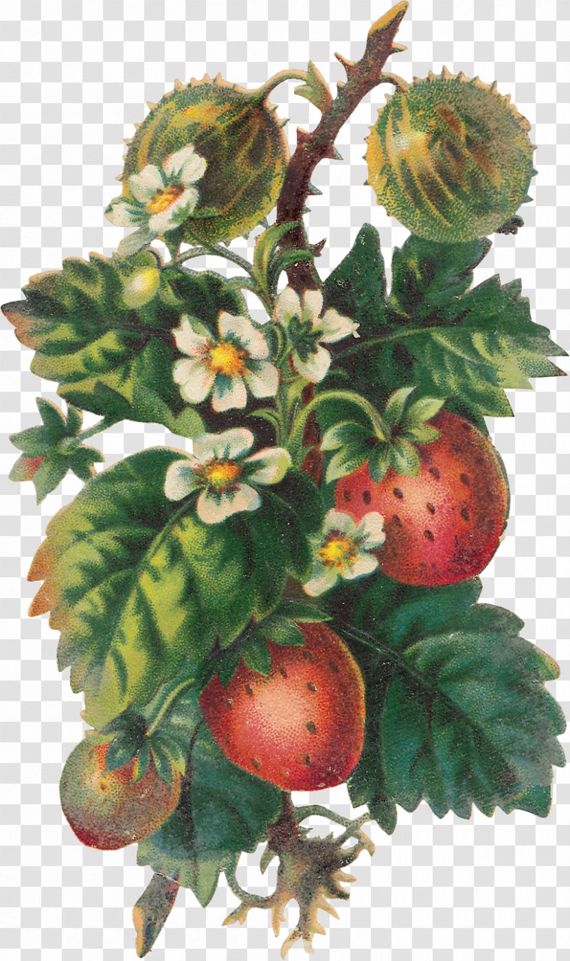 Strawberry Fruit Food Clip Art - Vegetable Transparent PNG