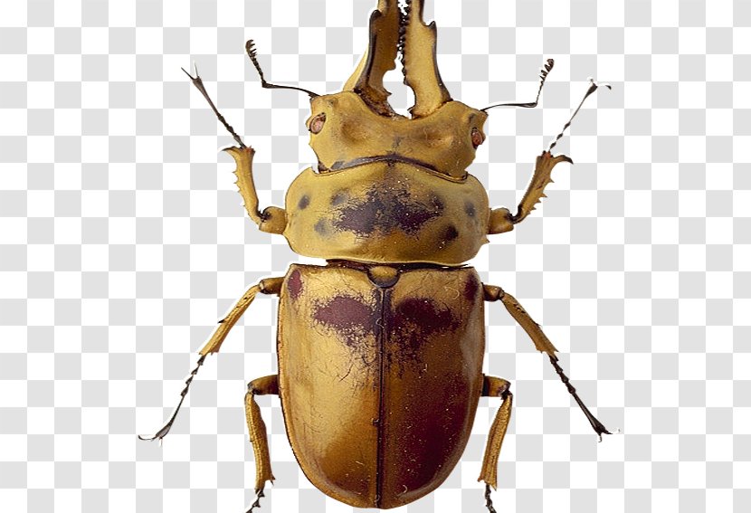 Japanese Rhinoceros Beetle Dung - Scarabs - Big E Insects Transparent PNG