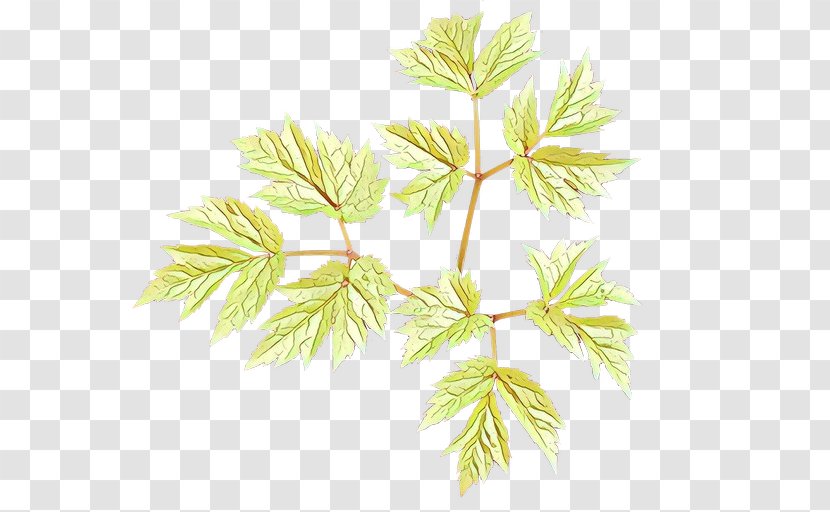 Leaf Plant Tree Flower Branch - Stem Flowering Transparent PNG