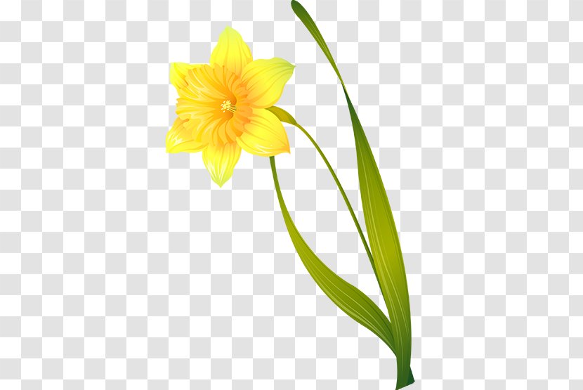 Flower Narcissus Pseudonarcissus - Yellow Transparent PNG