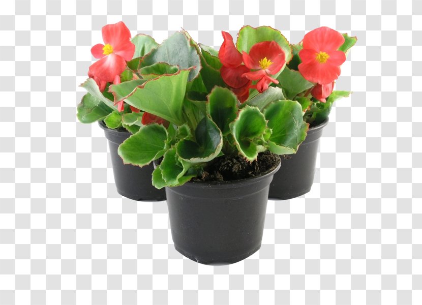 Wax Begonia Houseplant Elatior Annual Plant - Flower Transparent PNG