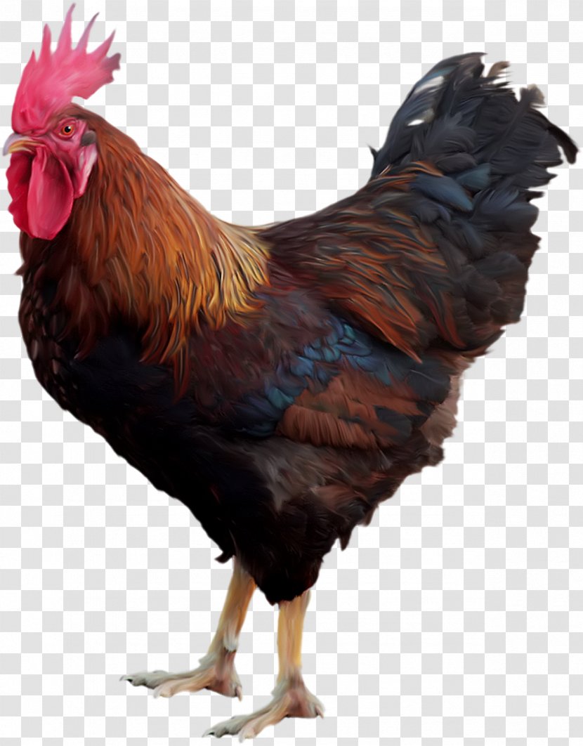 Chicken Rooster Clip Art - Bird - Cock Transparent PNG