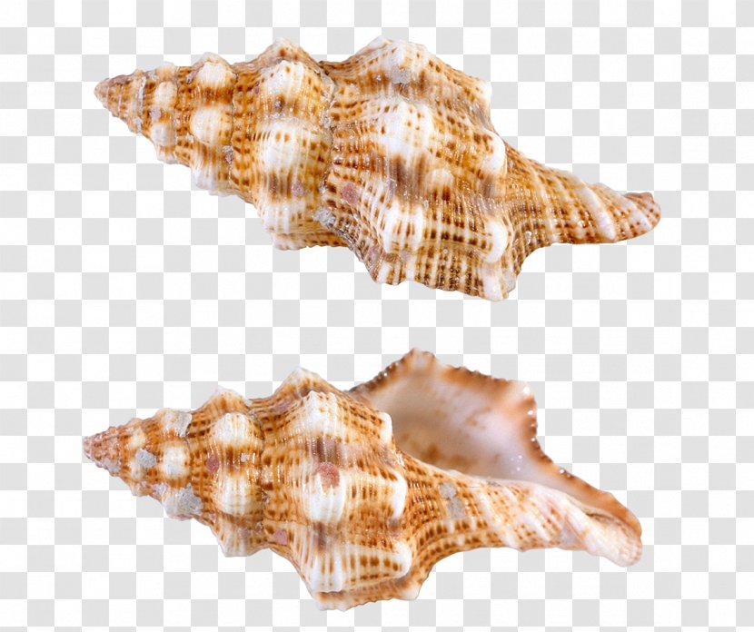 Seashell Conch Gastropod Shell Sea Snail Transparent PNG