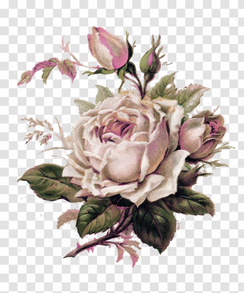 Vintage Roses: Beautiful Varieties For Home And Garden Tattoo Flower Clip Art - Human Skull Symbolism - Botanical Transparent PNG