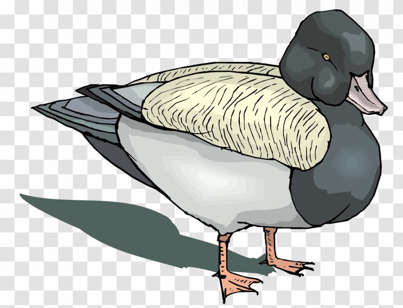 Mallard Goose Duck Game - Neck - Vector Gray Material Transparent PNG