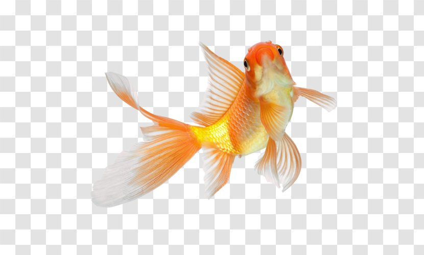 Orange - Feeder Fish - Marine Biology Bonyfish Transparent PNG
