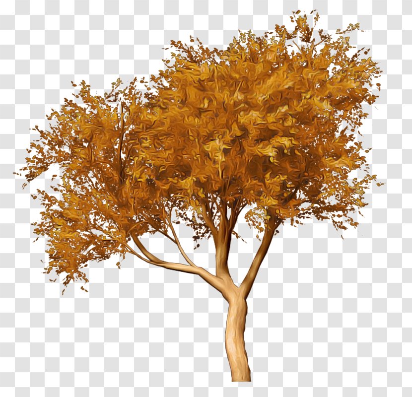 Orange - Woody Plant - Maple Branch Transparent PNG