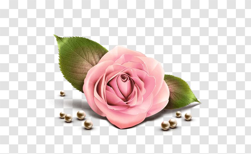 Rose Clip Art - Plant Transparent PNG