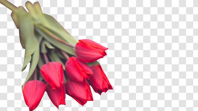 Flower Tulip Wallpaper - Rose Family Transparent PNG