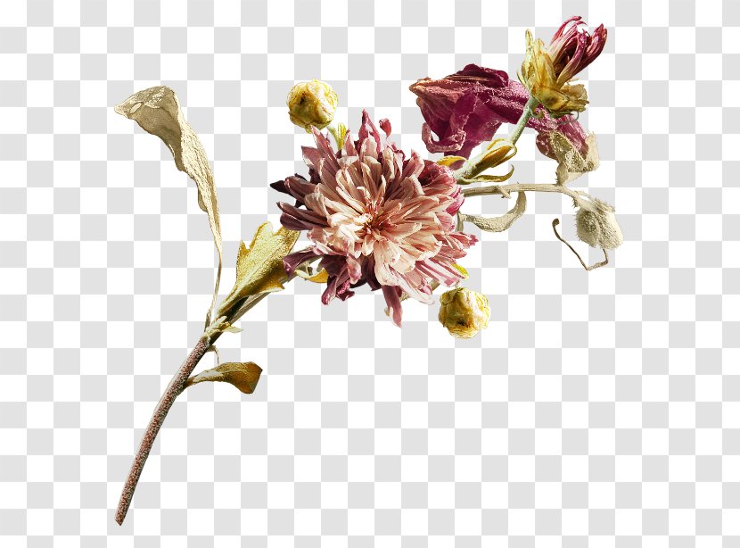 Cut Flowers Floral Design Clip Art - Twig - Flower Transparent PNG