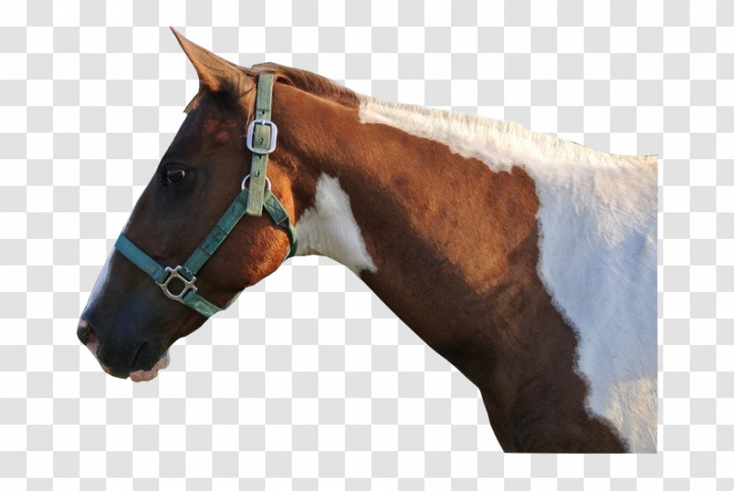 Halter Stallion Horse Harnesses Bridle Rein - Stock - V Bucks Transparent PNG