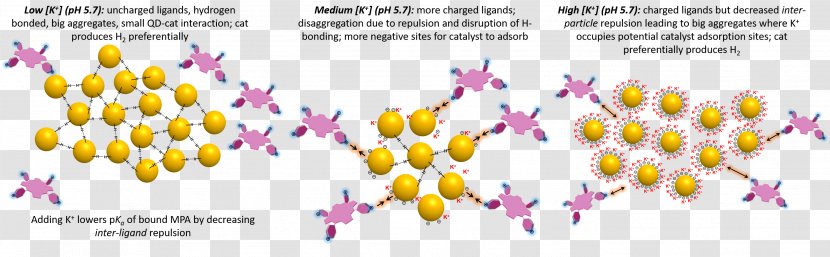 Graphic Design Photocatalysis Laboratory Quantum Dot - Petal - Symmetry Transparent PNG