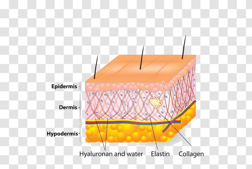 Human Skin Cell Ageing Elastin - Stem Transparent PNG