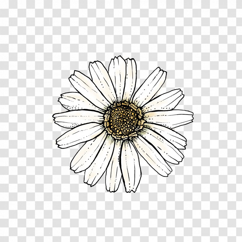 Flowers Background - Common Daisy - Barberton Sunflower Transparent PNG