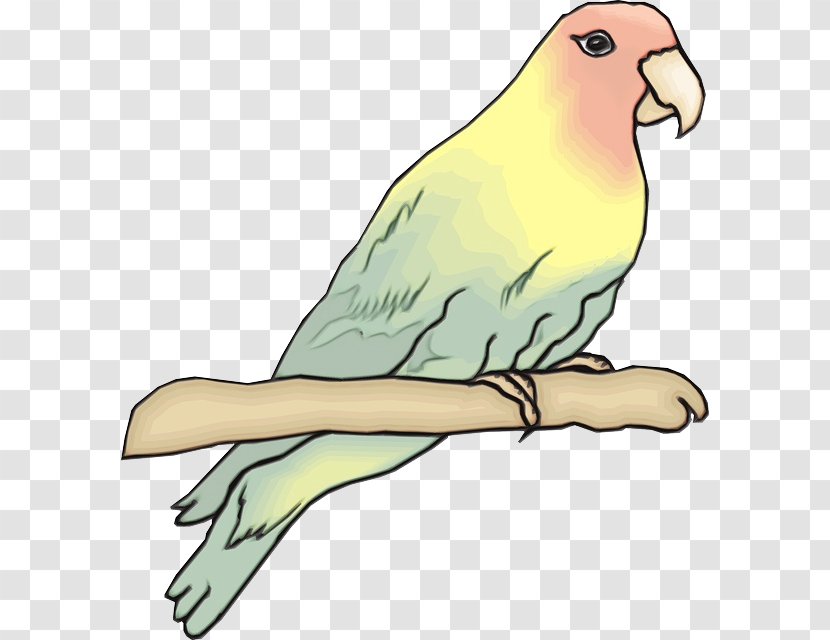 Watercolor Background - Lovebird - Tail Wing Transparent PNG