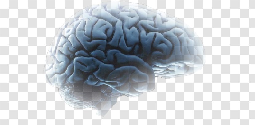 Agy Brain Mind Neuroscience Speech - Tree - Cerebro Transparent PNG