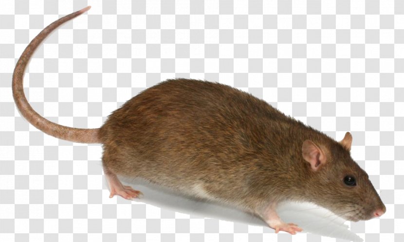 Brown Rat Rodent Mouse Trapping - Pest - Transparent Image Transparent PNG