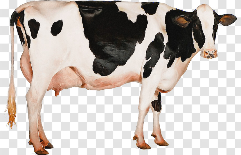 Holstein Friesian Cattle Jersey Cattle Milk Dairy Cattle Mastitis Control Transparent PNG