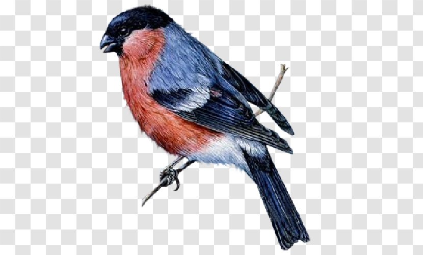 Dominican Republic Birds Image Editing Clip Art - Songbird - Bullfinch Transparent PNG