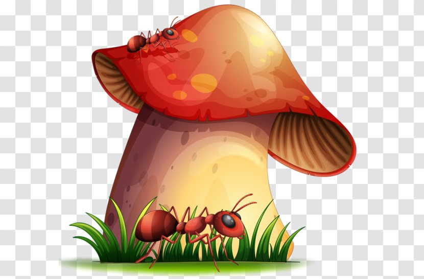Mushroom Fungus Clip Art - Fruit Transparent PNG