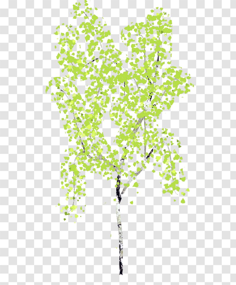 Birch Drawing Image GIMP - Plant - Chestnut Tree Transparent PNG