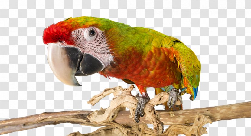 Macaw Parakeet Beak Feather Pet - Bird Transparent PNG