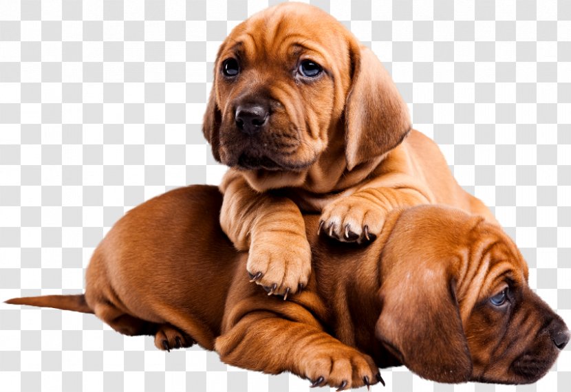 Puppy Tosa Bloodhound Dog Breed - Animal Transparent PNG