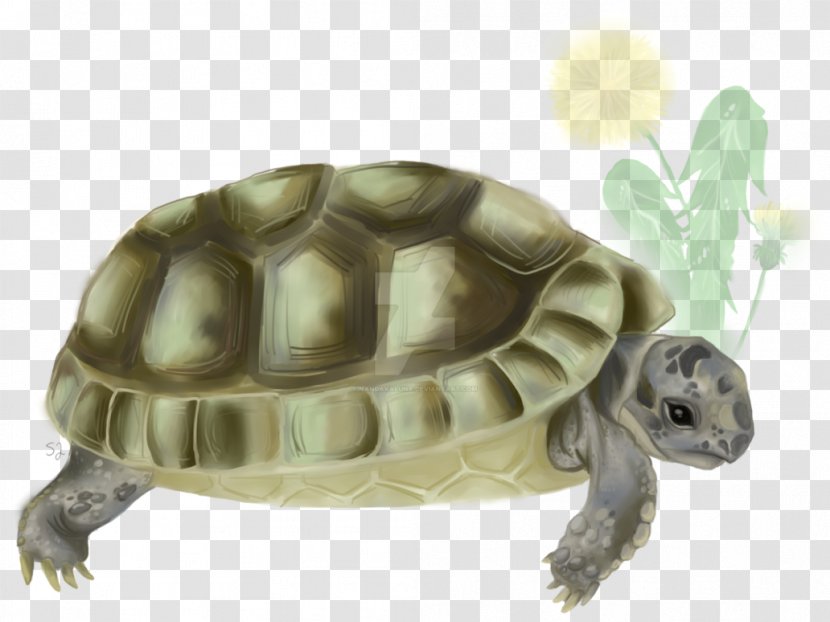 Sea Turtle Reptile Tortoise Emydidae - Snapping Turtles - Tortoide Transparent PNG