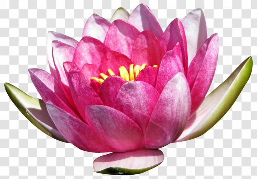 Nymphaea Alba Flowering Plant Pregnancy - Cut Flowers - Lotus Transparent PNG