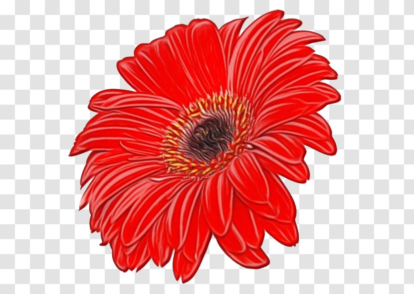 Red Watercolor Flowers - Flower - Perennial Plant Gazania Transparent PNG