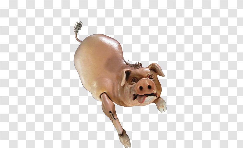 Domestic Pig Cattle Mammal Snout - Animal Figure Transparent PNG