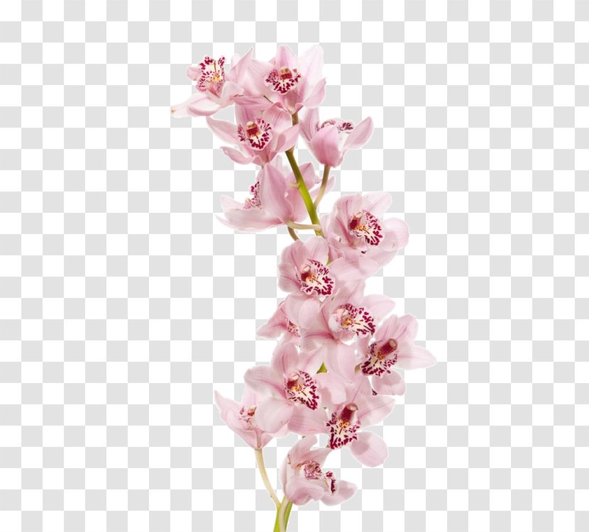 Boat Orchid Moth Orchids Flower Dendrobium - Floristry Transparent PNG