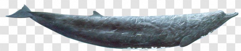 Marine Mammal Fish - Risso's Dolphin Transparent PNG