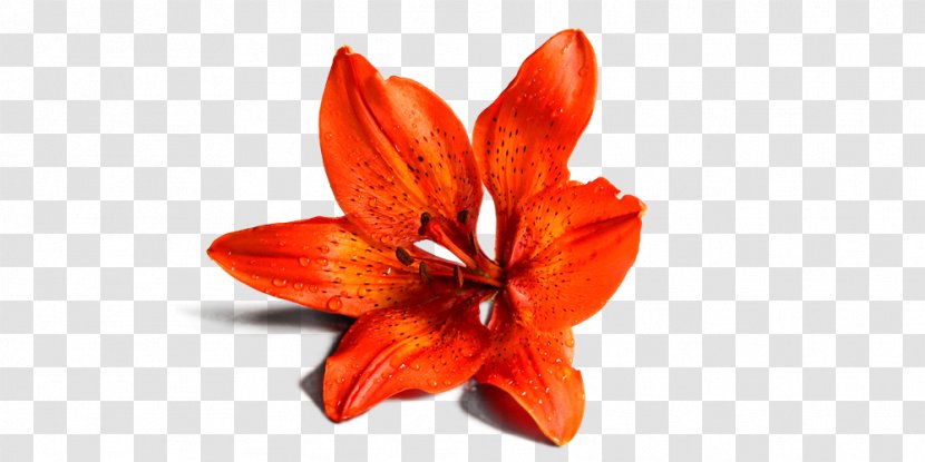 Lilium Flower Giovane Vita - Orange Transparent PNG