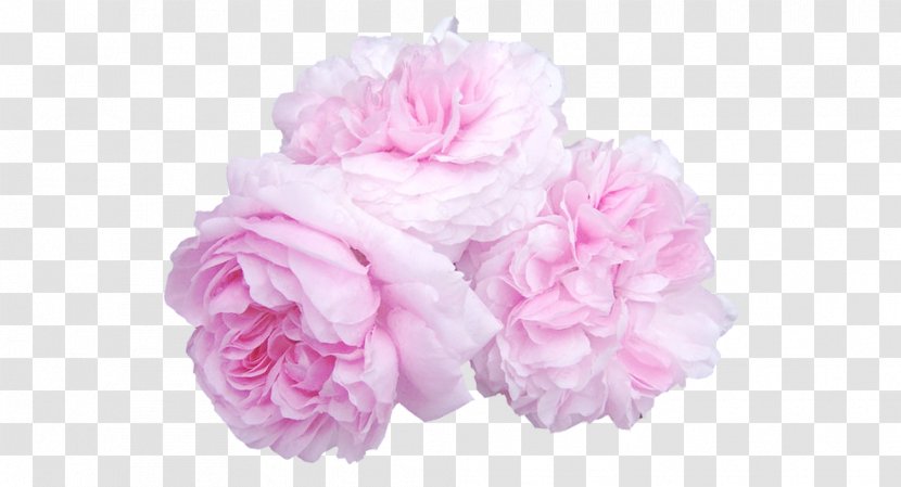 Birthday Wish Flower Bouquet Cabbage Rose - Magenta Transparent PNG