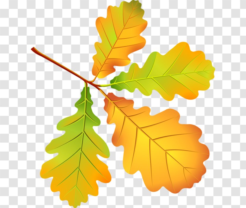 Leaf Autumn Leaves Oak Clip Art Transparent PNG