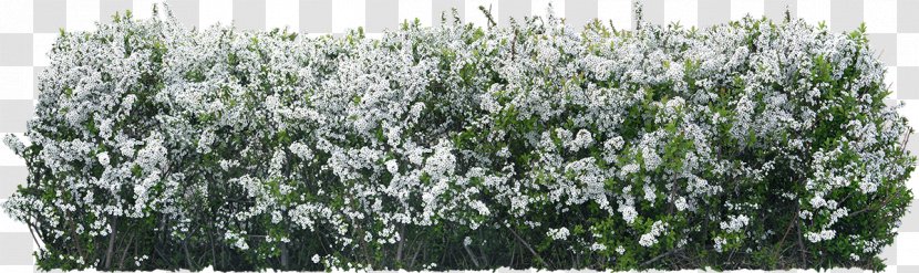 Tree Lavender Grass Family - Flower - Plant Transparent PNG