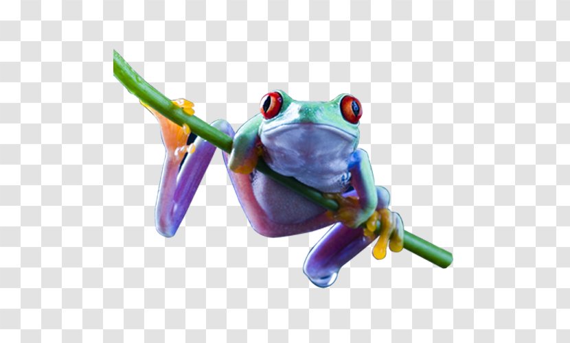 Red-eyed Tree Frog Amphibian Desktop Wallpaper Transparent PNG