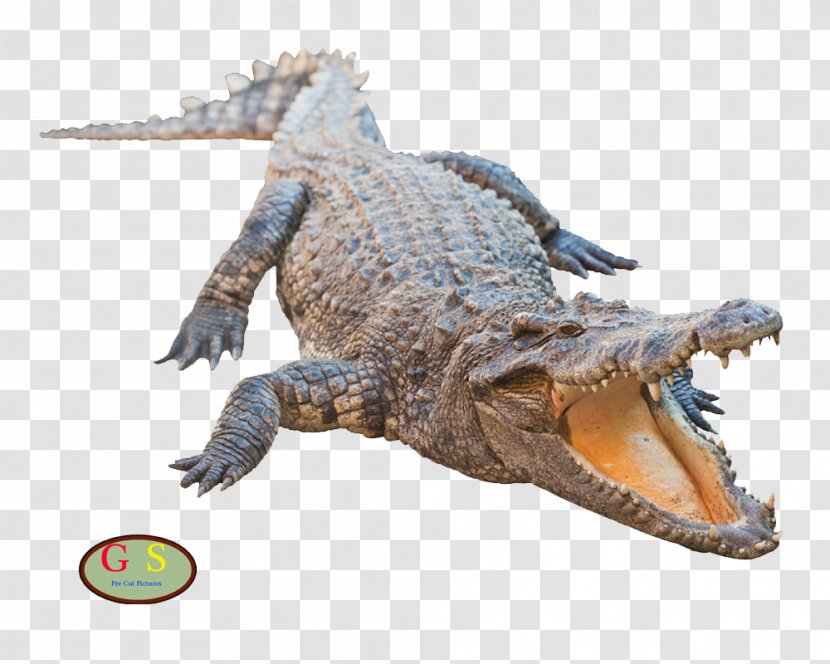 Nile Crocodile American Alligator Crocodiles Clipping Path - Terrestrial Animal Transparent PNG