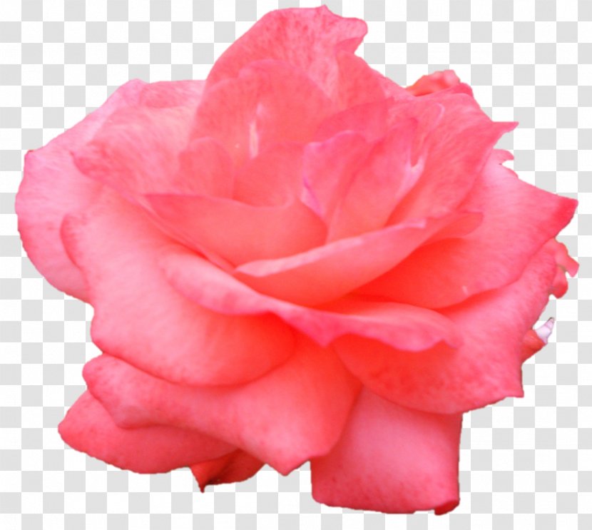 Garden Roses Cabbage Rose Floribunda Cut Flowers Petal - Devi Transparent PNG